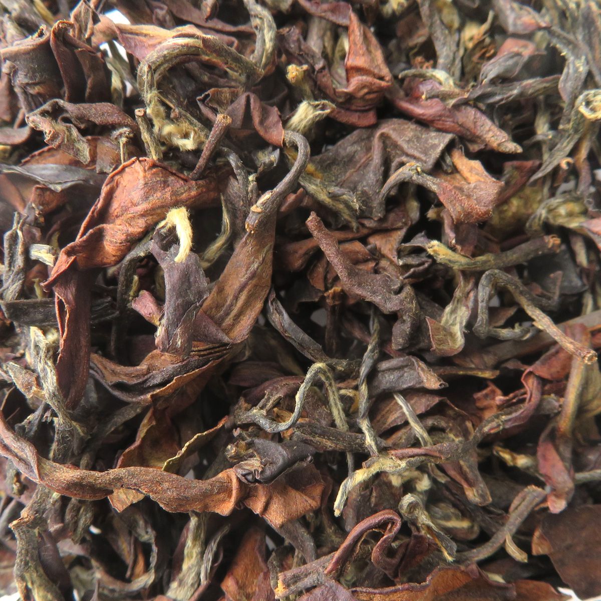 ORIENTAL BEAUTY – Image 3